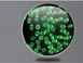 Green Solar Fairy Lights