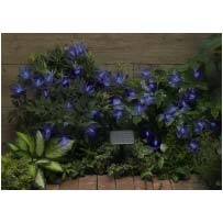 Solar Powered Fairy Lights - 50 LED Flower Bud Lights