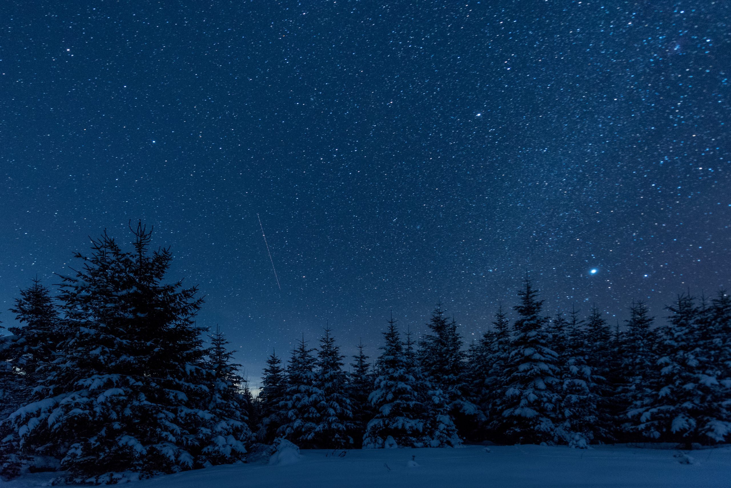 Dark sky full of shiny stars in winter forest at night