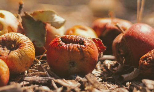 Food Waste Collection in the UK