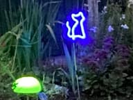 UrbanSolar Neon Lights - Cat customer photo view 2