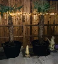 Camden USB Solar Cluster Fairy Lights - 640 LEDs - Powered By Leaf customer photo view 2