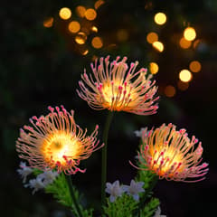 Florin Solar Flower Light - Pink