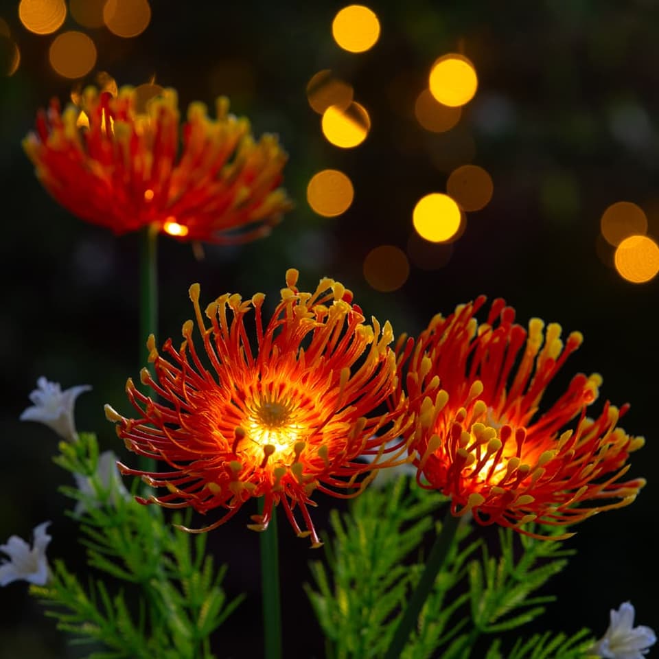 Florin Solar Flower Light - Orange view 1