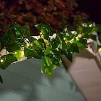 Elan Solar Ivy Lights - 20 LEDs