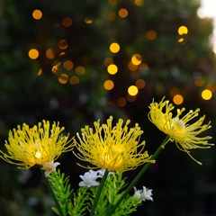 Florin Solar Flower Light - Yellow